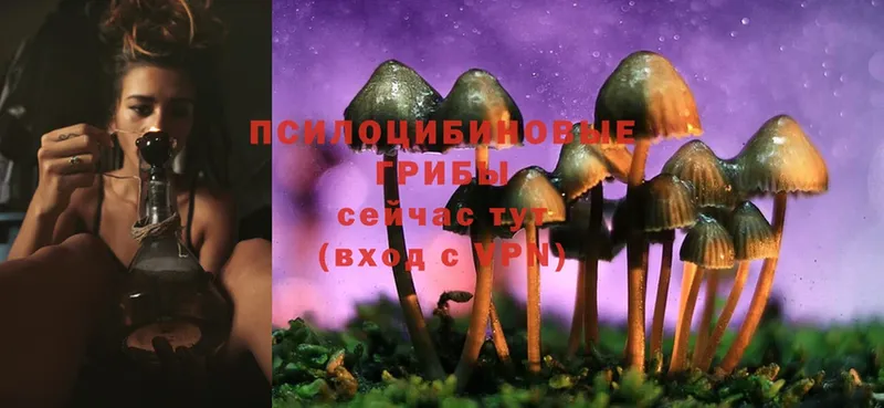 Галлюциногенные грибы Psilocybine cubensis Ветлуга